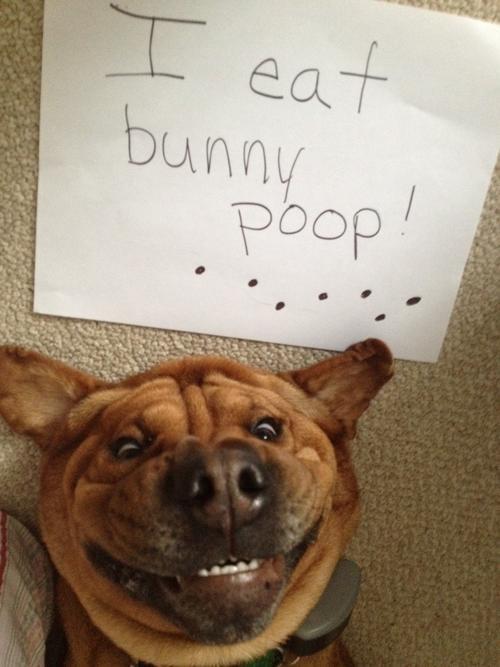 Pet Dog Shaming Eats Bunny Poop