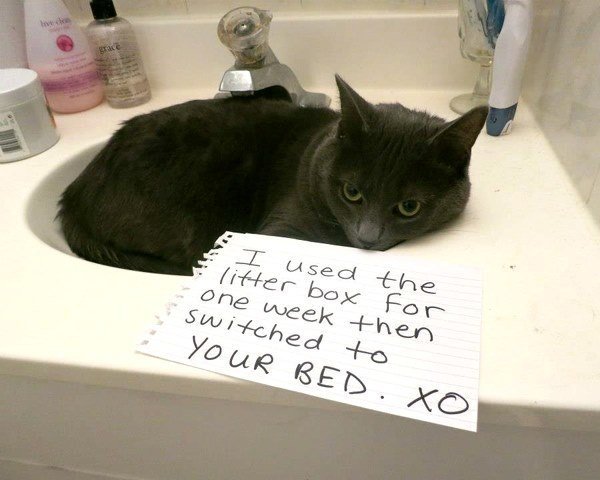 Bad Cat Funny Pet Sign