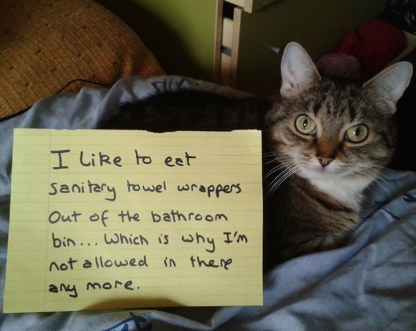 Pet Shaming Cat Eats Gross Stuff From THe Bathroom