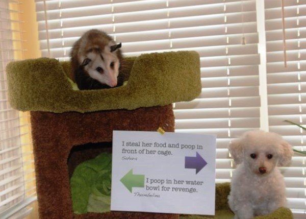 Shaming A Dog And Ferret