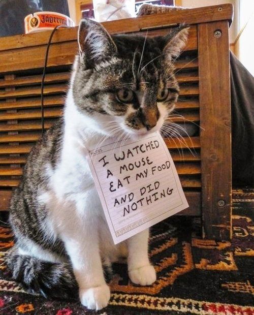 Inept Cat Pet Sign Shame