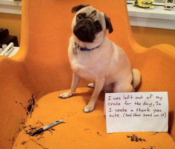 Bad Pug Funny Sign