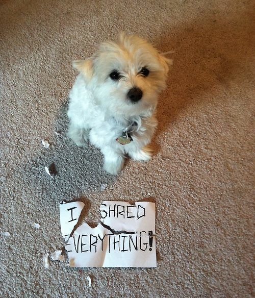 I Shred Everything Funny Pet Picture
