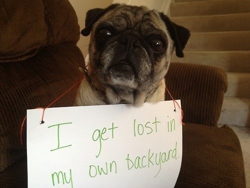 Pug Shaming Picture