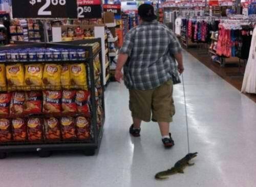 Alligator At Walmart