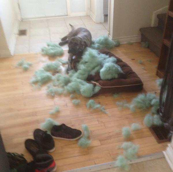 Animals Being Jerks Dog Destroys Pillow