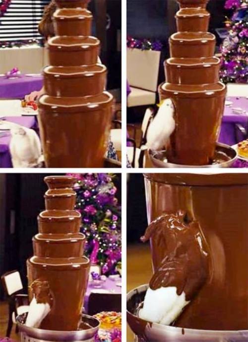 Bird Goes Into Chocolate Fountain