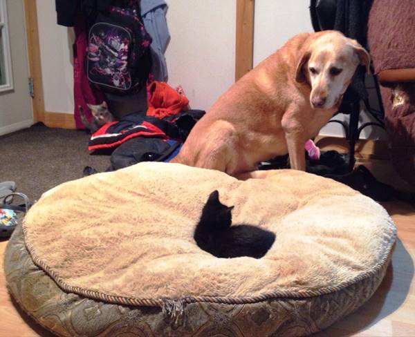 Cat Steals Bed Animals Being Jerks