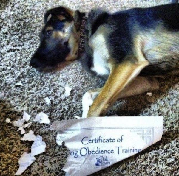 Dog Fails Obedience School