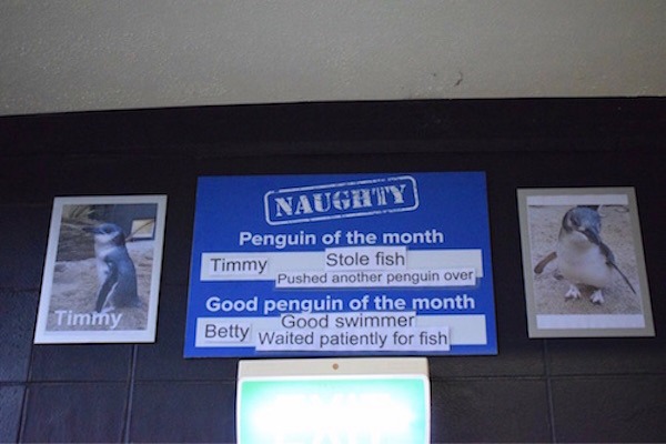 Naughty Penguin