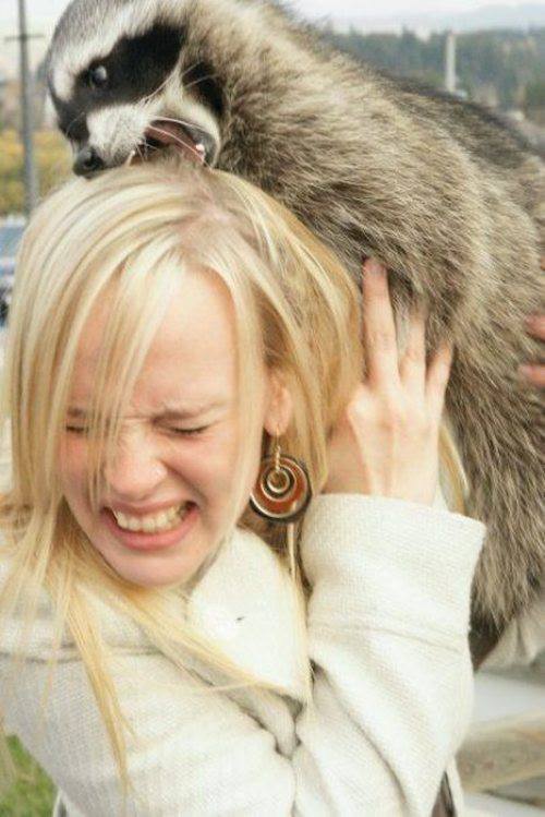 Raccoon Tries To Eat Girl
