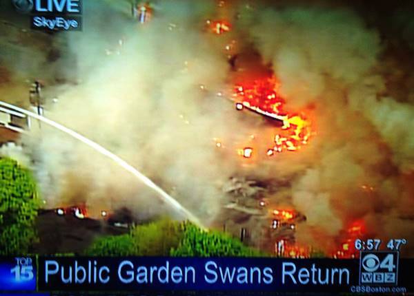 Swans Burn Down Public Gardens
