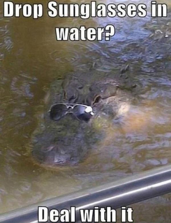 Alligator Sunglasses