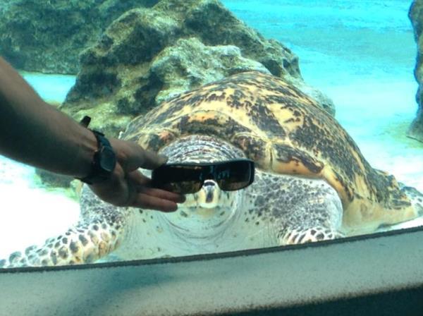 Deal With It Sea Turtle
