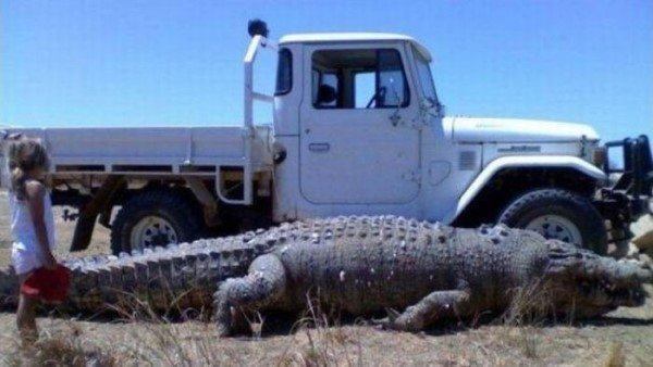 Gigantic Crocodile