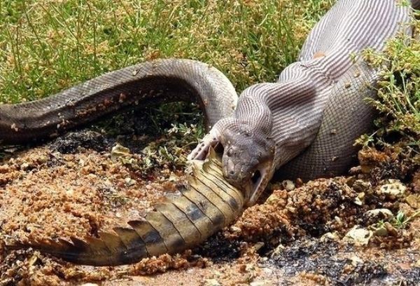 Python Eating Crocodile