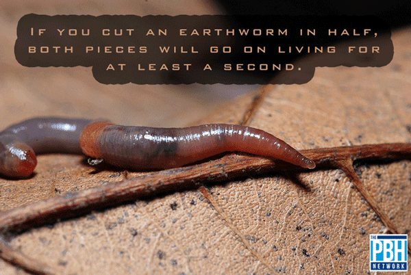 Cut An Earthworm In Half