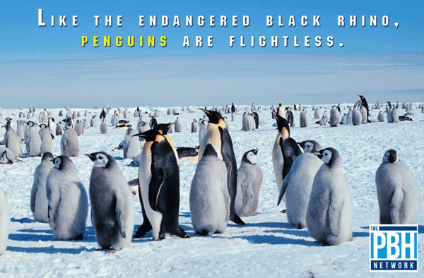 Flightless Penguins