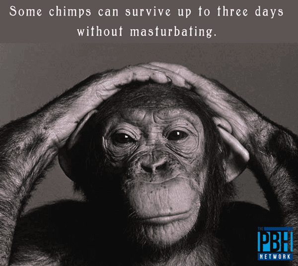 Random Facts About Chimps