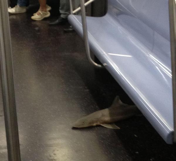 Shark On The Subway