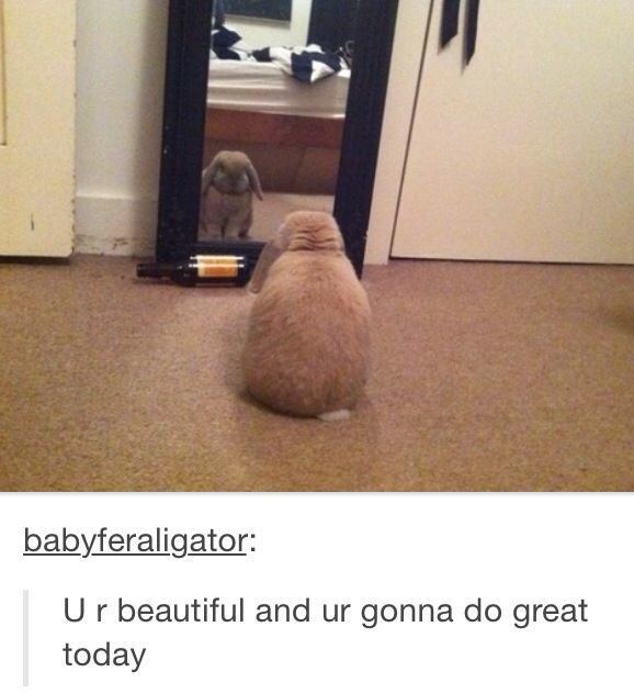 Hilarious Tumblr Moments Fluffy Rabbit