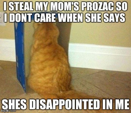 cat-secrets-steal-prozac