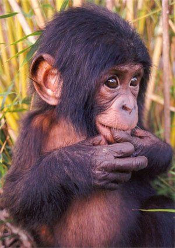 adorable animals baby chimpanzee