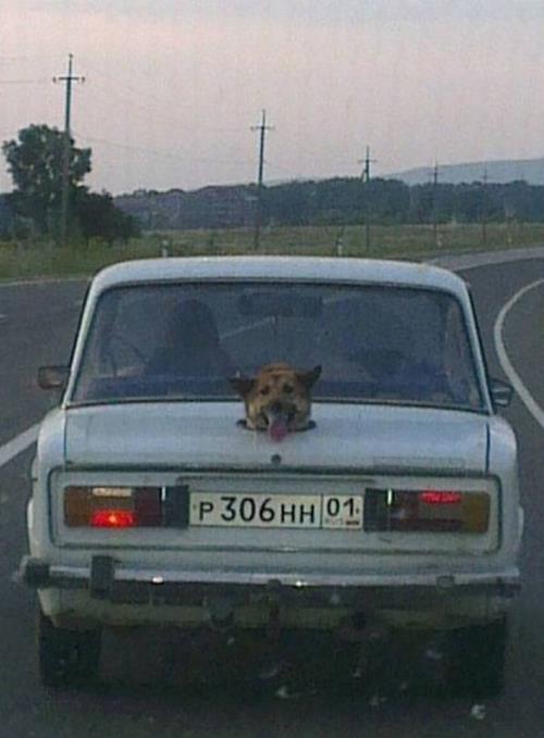 Dog Transport