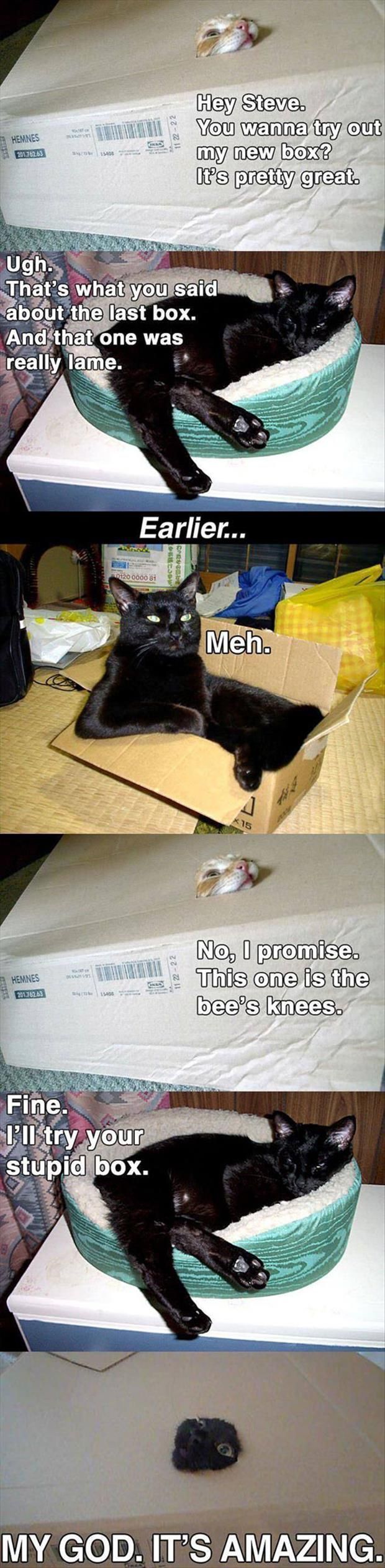Cat Tries Box