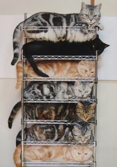 Funniest Pinterest Pictures Cat Organizer