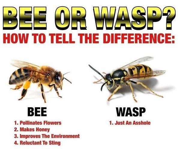 Pinterest Pictures Bees Versus Wasps
