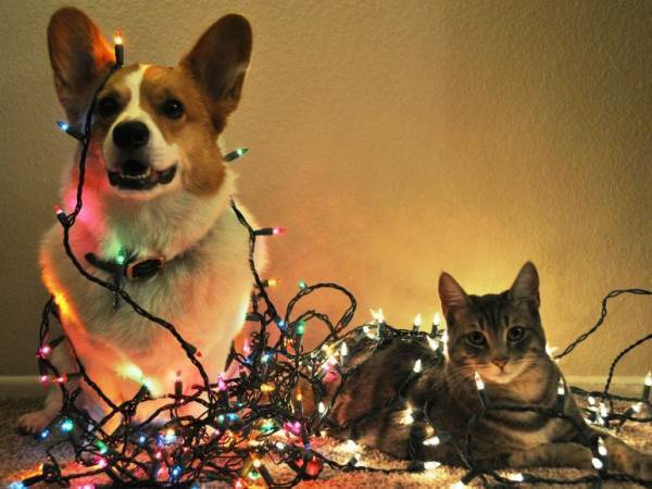 Funny Christmas Photos Pets