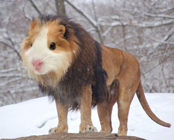 Hamster Lion