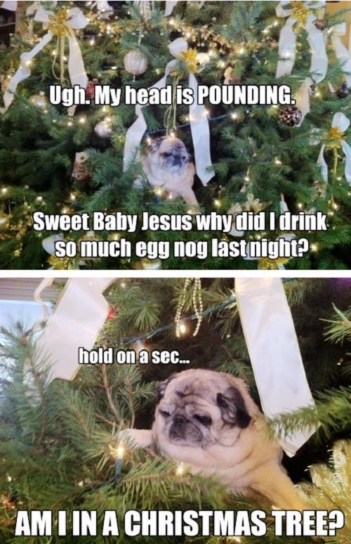 Pug In A Christmas Tree