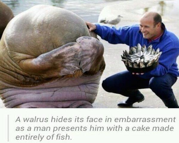 Walrus Present