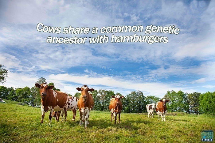 Cows Share A Common Genetic Ancestor With Hamburgers