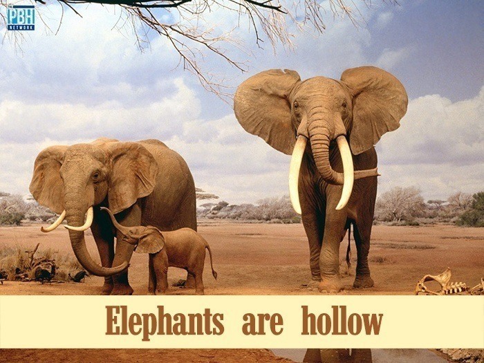 Elephants Are Hollow