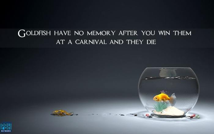Goldfish Have No Memory After You Win Them At The Carnival And They Die