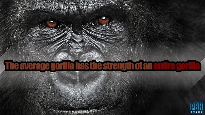 The Average Gorilla Has The Strength Of An Entire Gorilla