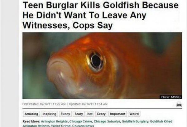 Funny Newspaper Headlines Goldfish