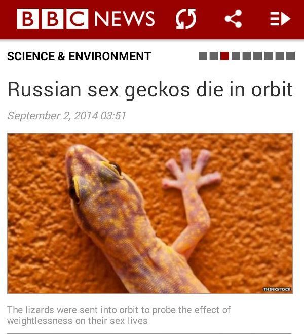 Sex Geckos