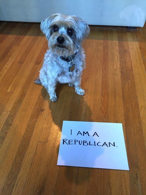 Republican Dog