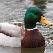 Ducks are so weird if you really think about them.