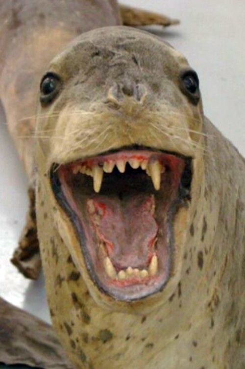 Attack Seal Bad Taxidermy