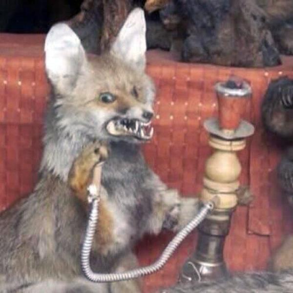 Hookah Fox