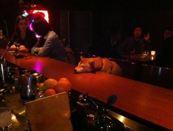 Shiba At The Bar