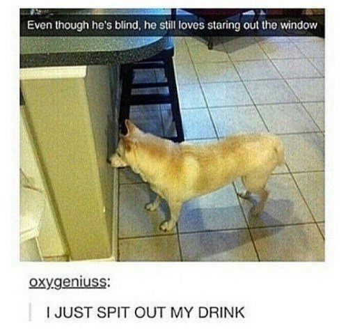Blind Dog