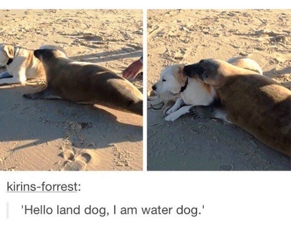 Land Dog