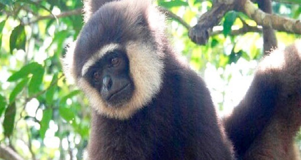 White Bearded Gibbon