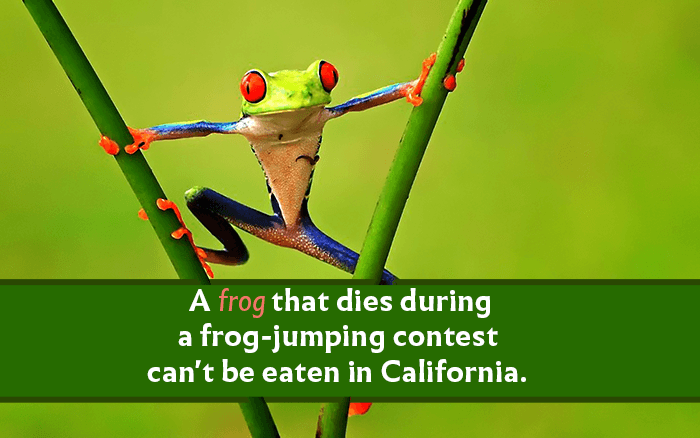 Frog Jumping Contests